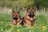 BERGER ALLEMAND 1392